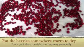 Harvesting Hawthorn berries