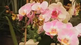 Orchid Plant Problems : Orchid Care & More