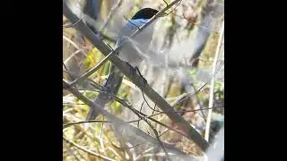 Bird Sounds Azure-winged Magpie / Cyanopica cyanus
