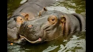 Lucy Cooke on: Hippos