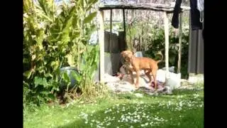 CDANZ Video
