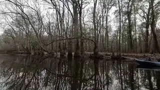 Congaree National Park 1.8.26 with Carolina Outdoor Adventures 