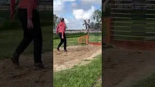 Dalmatian Training Progression in High Jump Challenge