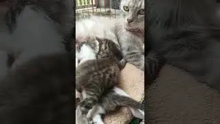 MILKY WAY #kittens #cutecat #kucing #homeanimals