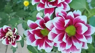 பாக்க பிளாஸ்டிக் பூ போல இருக்கும் இது ஒரு வகையான செவ்வந்தி செடி #chrysanthemumgarden #tamilgardening