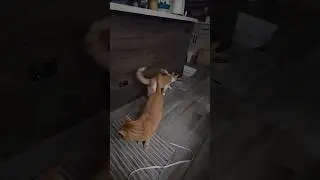 Sunny Turns His Back to Jack-Jack #cat #cats #catvideos #catshorts #catlovers #orangecat