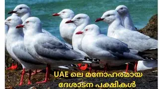 Seagulls At the  Buhairah Corniche in Sharjah/യുഎഇയിലെ കടൽക്കാക്കകൾ, മനോഹരമായ ദേശാടന പക്ഷികൾ