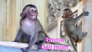 Baby monkey Emma calls mom monkey Emila come to receive her when she stays alone [Emma monkey TV]
