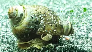 Pinselalgen Schnecke (Piano Schnecke) mit Nachwuchs Jungschnecke