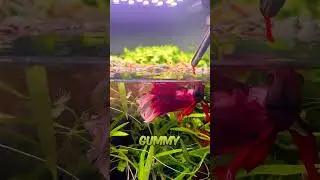 Betta fish gummy worms