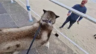 Excited Husky Talks To People On Holiday