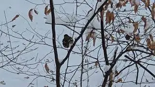 2026-01-07 LJUBLJANA Krajinski park Tivoli PASSERIFORMES Fringillidae &Scaron;ČINKAVEC