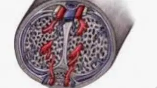 What is Priapsim, its types & treatment