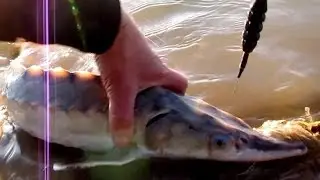 *WEST ATLANTIC STURGEON* Bid + tilslag + fight af mindre St&oslash;r, St&oslash;rfiskeri i Danmark (Blue Rock) P&T