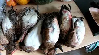 Anatidae