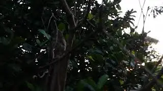 Urutal