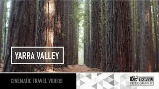 Flying a drone INSIDE a GIANT forest!