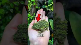 These Animals Disappear in Plain Sight😱