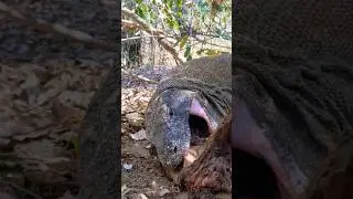 Big Komodo trying to slurp a whole bone😱😱