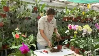 14 - Astuce jardinage : Diviser un bulbe
