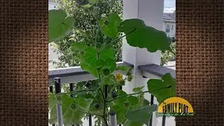 Q&A &ndash; What is this plant? -A: Velvetleaf
