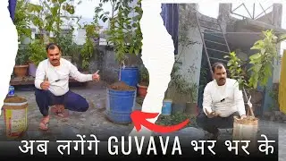 Repotting Guava Hisar Safeda & All Time Grapes Vine 🍇 | Terrace Garden Repotting Guide | छत पे बगिचा