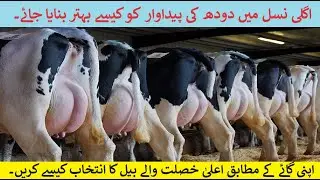 How to improve milk in next progeny | genetic improvement of livestock for milk production