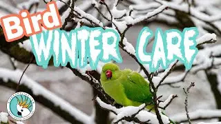Pet Bird Winter Care - It's More Than Keeping Your Bird Warm