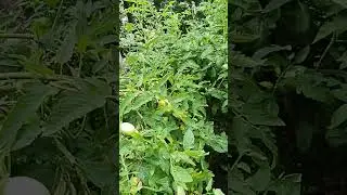 tomato problem #shorts