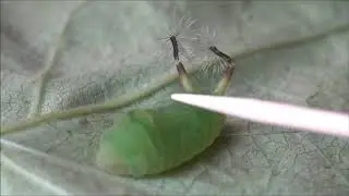 Curetis acuta  (large Lycaenidae)  larva threat