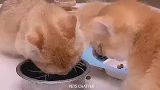 Cute kittens playing sweetly to brighten your entire day &hearts;