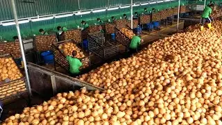 The Secret to Making Millions Product From Coconuts