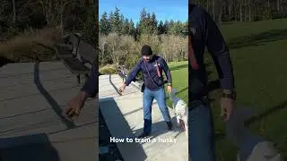 🐺 Join me as we dive into effective husky training tips. From commands to treats, we've got it all!
