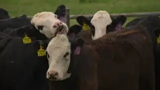 Vet Scripts - Cystic Ovarian Disease