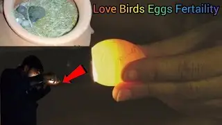 Aj ham ny sab eggs ki fertaility check ki II bht sary new pets ly ayee