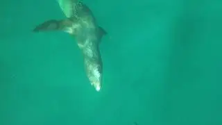 sean cross dives