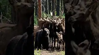 Mule Deer Herd Stands Off Against a Bear to Protect a Moose Calf
