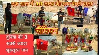 एक साल में 10 लाख की गाय बेचने वाला फार्म दुनिया की 3 सबसे ज्यादा खूबसूरत गाय गांव ग्योंग 