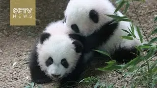 America's first giant panda twins prepare to say farewell to Atlanta