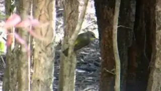 Eastern Yellow Robin 2011/01/23