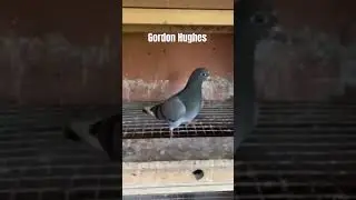 This young bird  is from the Gordon Hughes breed with white primary feathers