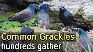 Common Grackle Flock - hundreds of birds