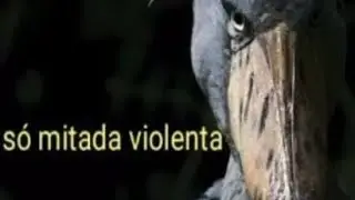 Mometos fodas da @BiahKov #12 [ATRASADO]