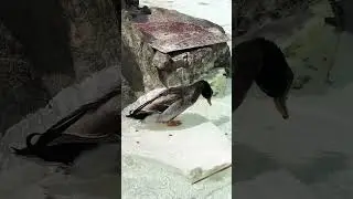 Duck Bathing In Slow Motion #Shorts #MallardDuck