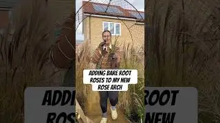 Adding bare root roses to my new rose arch #gardening #newbuildgarden #gardenideas #gardener