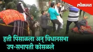 Newly Elected Deputy Speaker of Assam Kripanath Mallah falls off an elephant