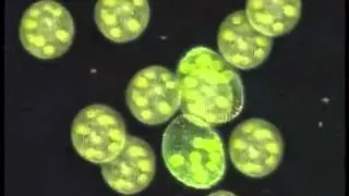 imaginal cells