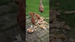 #shorts #animals #video #chicken #turkey #reaction #reels #cooking #relaxing