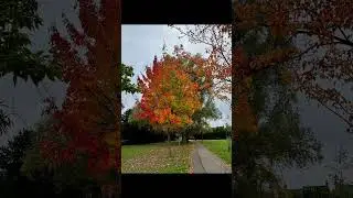 Hello Autumn  🍃 🍁 🍂 🇬🇧 #autumn #autumncolors #autumninlondon #welcometolondon