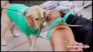 St. Patrick's Day Dog Costume Parade in Alton